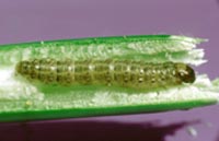 Insecte
