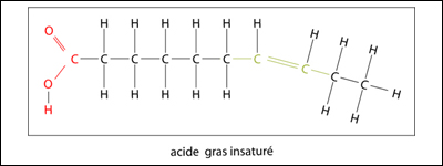 La figure suivante illustre la structure moléculaire d'un acide gras insaturé. Un acide gras insaturé est un acide gras qui comporte une ou plusieurs doubles liaisons carbone-carbone. 